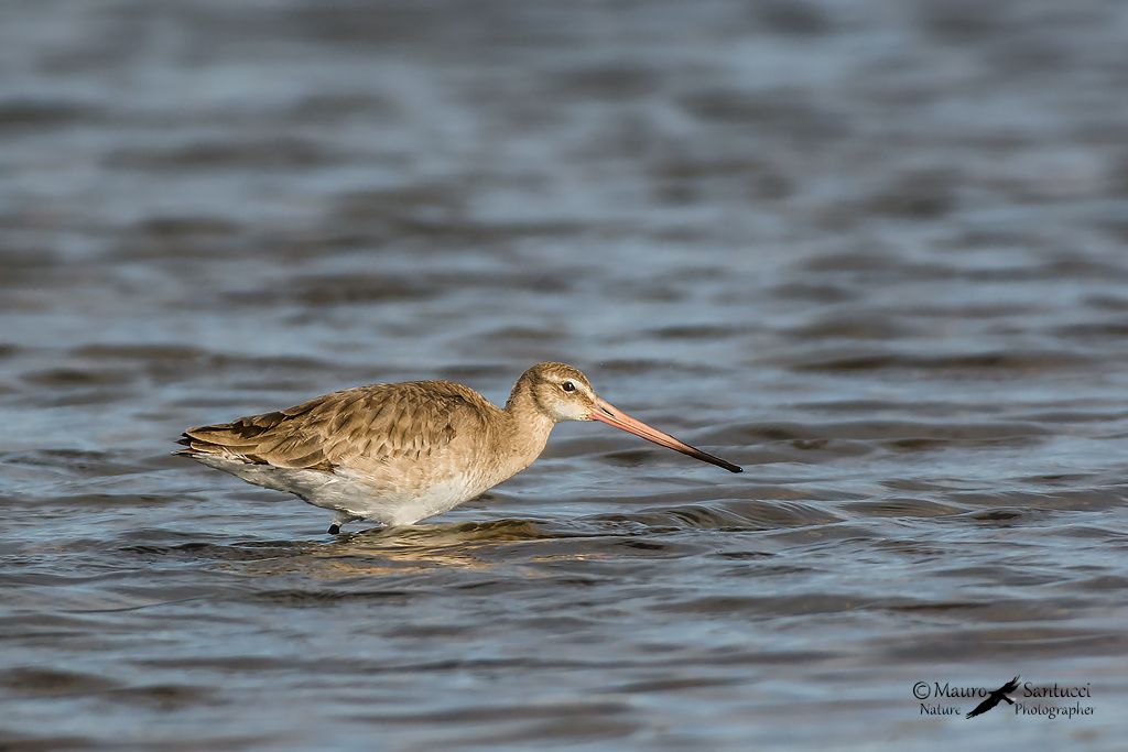 Pittima dell''Hudson?  No, Pittima reale (Limosa limosa) in abito invernale